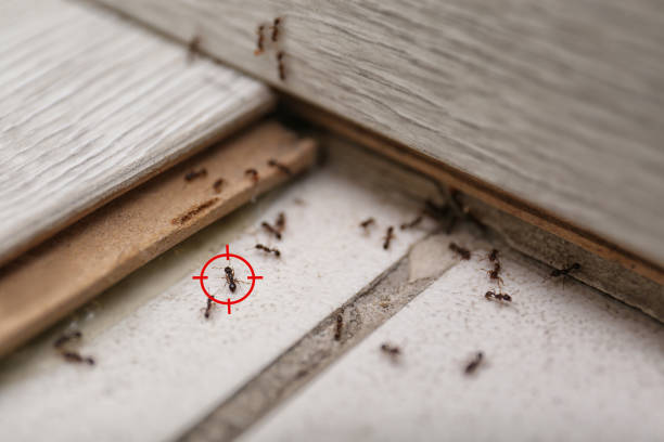 Best Commercial Pest Control Services  in Metzger, OR
